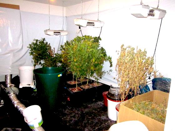 Auf eine professionelle Cannabis-Plantage stieß die Münchner Polizei in einer Giesinger Wohnung. Foto: Polizei