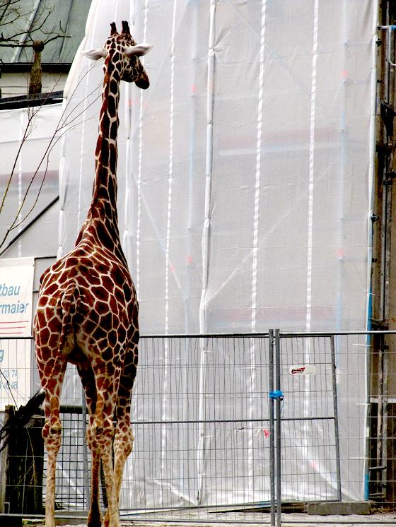 Die Giraffen bekommen bald ein neues Zuhause, das denkmalgeschützte Elefantenhaus muss aufwendig saniert werden. 	Foto: Woschée
