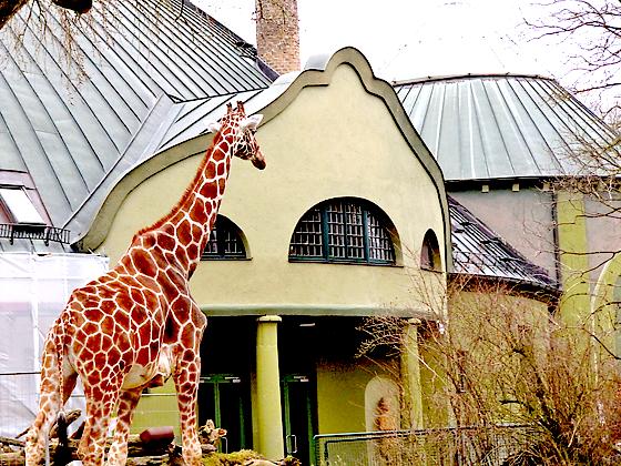 Die Giraffen im Tierpark Hellabrunn bekommen bald ein neues Zuhause.  Foto: hw