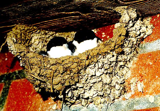 Jeder findet sie süß: Junge Mehlschwalben im Nest. Gefahr droht ihnen durch Unwissenheit und das wachsende Sauberkeitsbedürfnis.  	Foto: Dieter Damschen