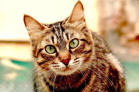 Der Verein KatzenTraum kümmert sich um nicht mehr vermittelbare Tiere.	Foto: Privat