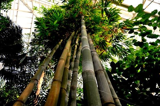 Vorbild für Technik und Wissenschaft aus der Natur: Der Stabilitäts-Trick des Bambus. Foto: Franz Höck, Bot. Garten München-Nymphenburg