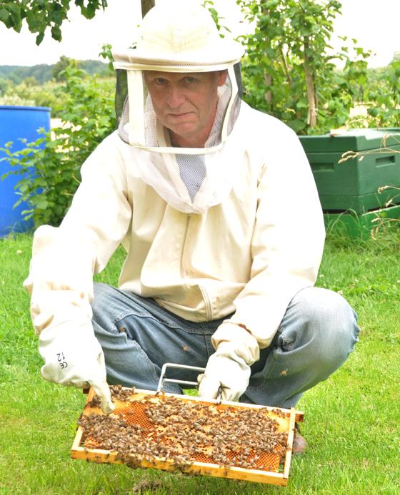 Auf einer der Waben hat Walter Götz die Bienenkönigin gefunden. Sie trägt einen weißen Punkt. 	Foto: Sybille Föll