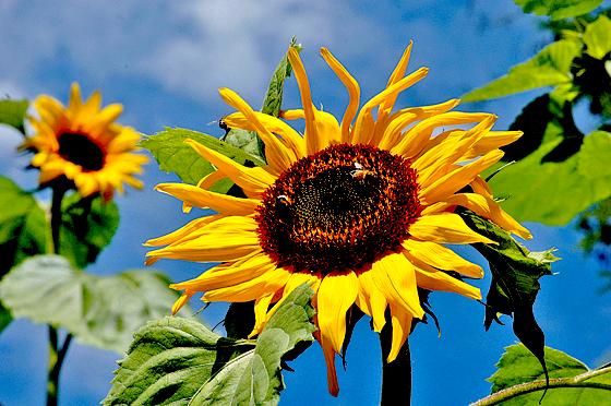 Die Sonnenblume heißt mit lateinsichem Namen Heliantus annuus. Sie erfreut mit ihren leuchtend gelben Blättern im beginnenden Herbst.	Foto: Bayer