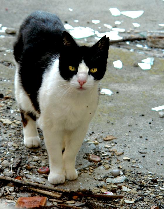 Am »Altersruhesitz« in Bad Feilnbach finden nicht mehr vermittelbare Katzen einen Platz.	Foto: VA
