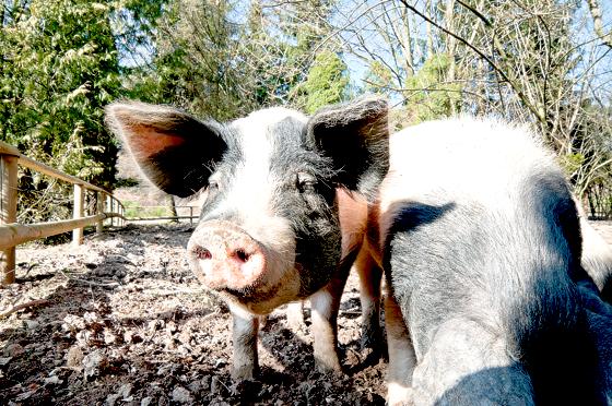 Lernen Sie das schwäbisch-hällische Landschwein auf Gut Hermannsdorf kennen.	Foto: Privat