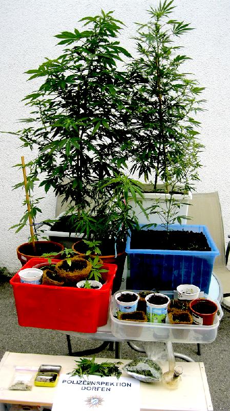 Eine ganze Reihe Cannabispflanzen hat die Polizei in der Wohnung eines 23-Jährigen gefunden. 	Foto: Polizei