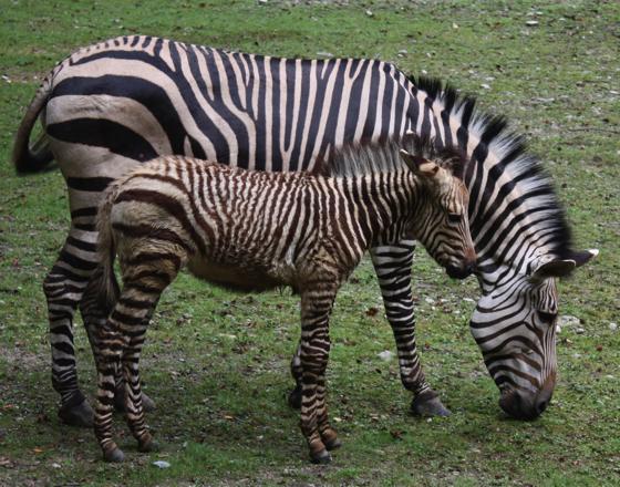 Auch die Zebras haben entzückenden Nachwuchs bekommen.	Foto: VA