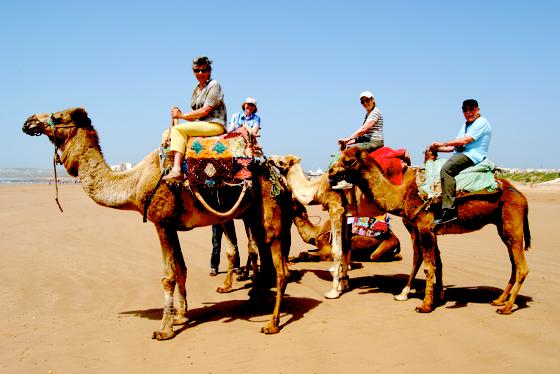 Nicht hoch zu Ross, aber auf Kamelen ritten die Teilnehmer der  Seniorenreise nach Marokko im vergangenen Jahr. Foto: Privat