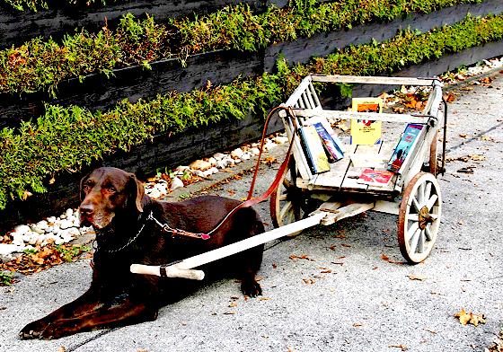 Das Zugtier des Leiterwagens ist Spike, ein fünfjähriger Labrador, der mit seinem Frauchen Beate Frommhold-Buhl die Wanderbücher aussetzte.	F.: bb