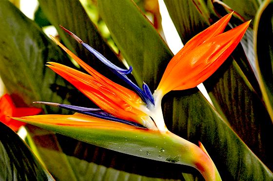 Ebenfalls von Nektarvögeln bestäubt werden die Blüten der aus Südafrika stammenden Strelitzie oder Paradiesvogelblume, Strelitzia reginae. 	Foto: VA