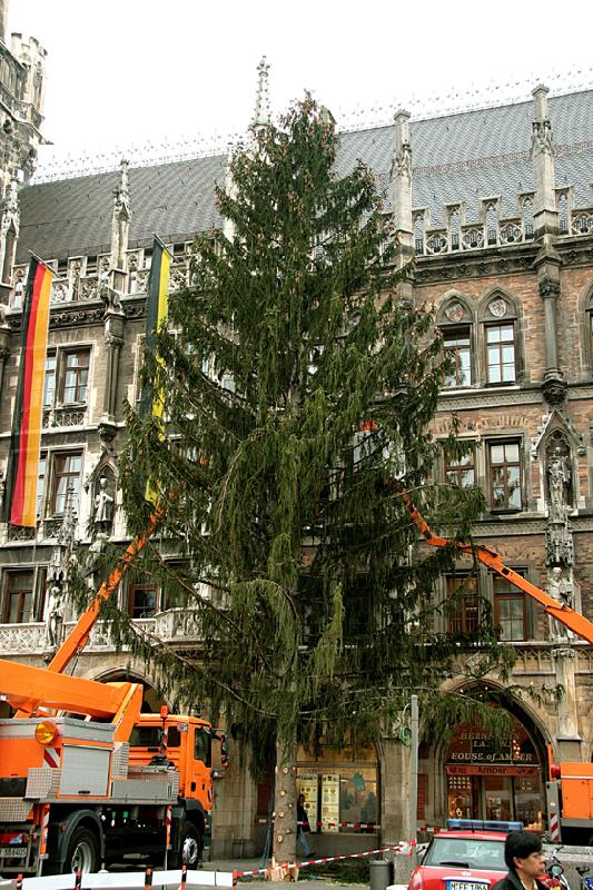 Man sieht dem Baum schon etwas an, dass er in seiner Heimat an einer windigen Straße stand... Foto: LH München