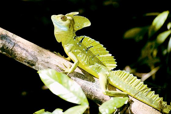 Faszinierende Tierwelt in Costa Rica.	Foto: VA