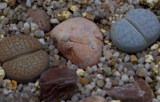 Gut getarnt sind die in den Wüsten Südafrikas vorkommenden »Lebenden Steine«.	Foto: VA