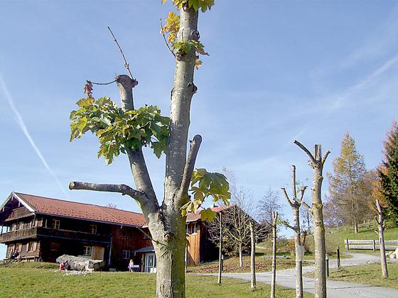 Die geköpften Bäume an der Auffahrt zum Museum müssen niemanden beunruhigen. 	Foto: FB