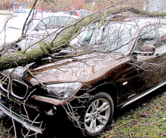 Eine morsche Erle fiel auf einen geparkten BMW und beschädigte ihn schwer. 	Foto: Polizei