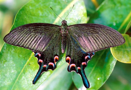 Einer der frei fliegenden Schmetterlinge: Ritterfalter (Papilio). Foto: VA