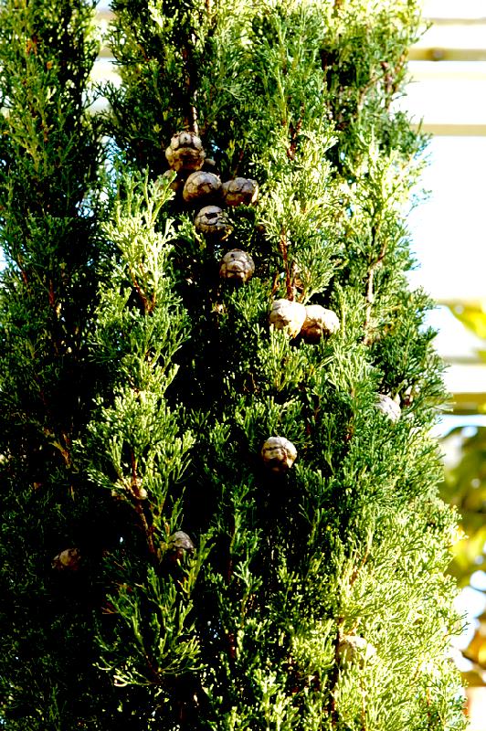 Volkmar Zimmer weiß viel zu erzählen über die Gattung der Zypressen.	Foto: VA