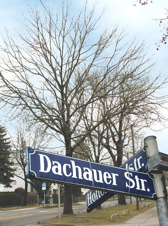 Die Eschen am Straßenrand sind von einem Schadpilz befallen und damit ist der geplante Ausbau der Dachauer Straße auf unbestimmte Zeit verschoben. 	F.: ws