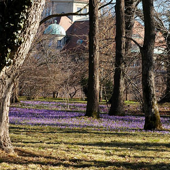 Frühlings-Krokus im Baumgarten des Botanischen Gartens. Foto: VA