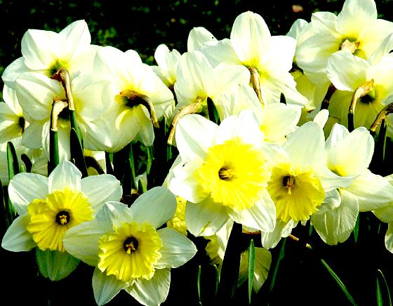 Aus Narzissen eine Girlande: Auch diese Blumen spielen eine Rolle in berühmter Dichtung. 	Foto: VA