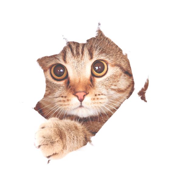 Das naschhafte Kätzchen Mieze Neugierde Katze Münchner Bilderbogen 804 Gerahmt
