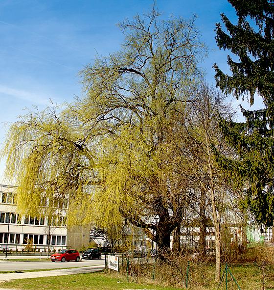 Einer der ältesten Bäume Ottobrunns: Die Silberweide in der Alten Landstraße. 	Foto: Thomas Klönhammer