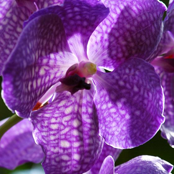 Vanda-Hybride heißt die dunkle Schöne mit lateinischem Namen. Orchideenfreunde kommen im Botanischen Garten auf ihre Kosten. Foto: VA