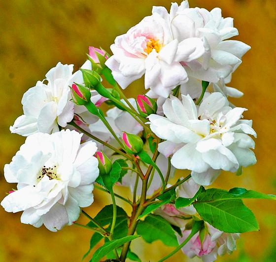 Die Blüten der vor 200 Jahren erstmals gezüchteten »Blush Noisette« können fast weiß, rosa bis hell lila gefärbt sein.	Foto: Prof. Dr. Jürke Grau
