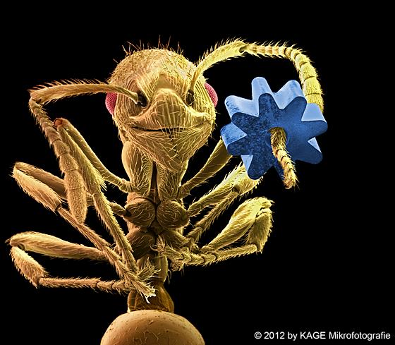 Ausgezeichnet: Ameise, die ein Zahnrad wie einen Armreif vorzeigt. Foto: Manfred Kage