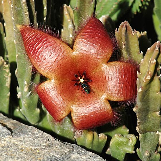 Fliegen lieben Aasgeruch. Die Blüte der Aasblume aus Südafrika zieht sie magisch an.