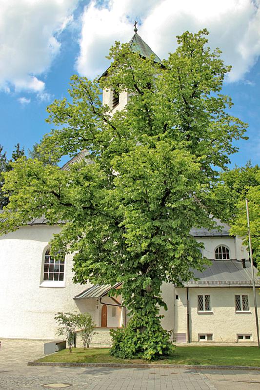 Die Linde vor der St. Otto-Kirche. Foto: Thomas Klönhammer