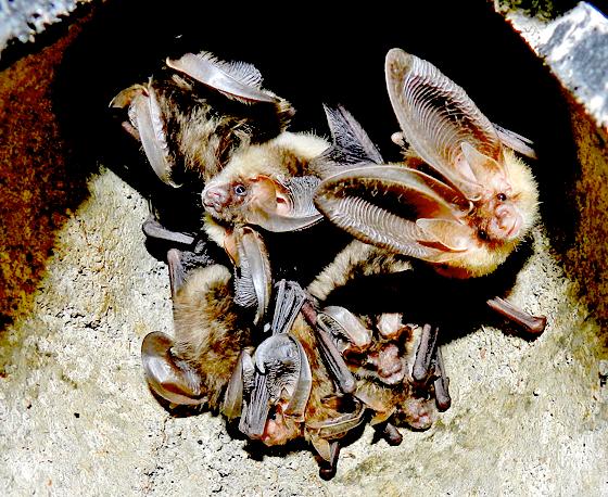 Braunes Langohr heißt diese Fledermaus-Art. Auch sie könnten die Flausmeister antreffen.	Foto: VA