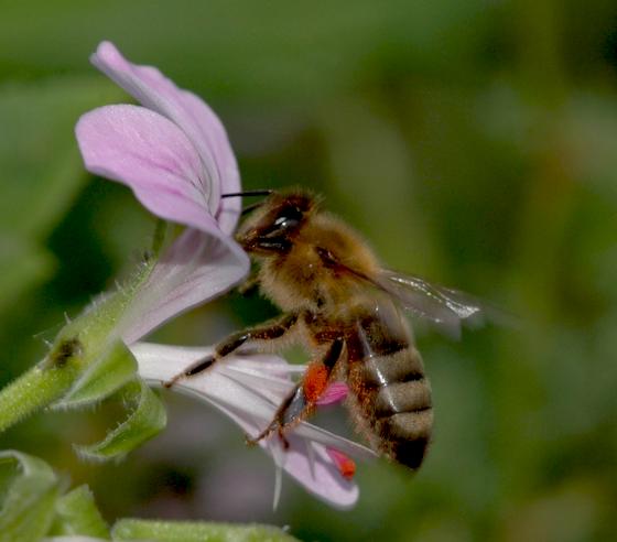 Eine Biene an der Nektarbar - auf Pelargonium-Blüte. 	F.: Ehrentraud Bayer, Botanischer Garten Nymphenburg