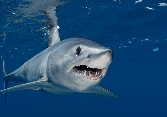 Gefürchtet und faszinierend: Haie. Foto: VA