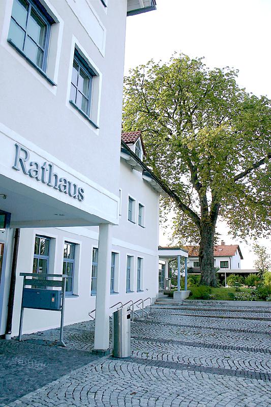 Sorge um einen vertrauten Riesen: die Kastanie am Brunnthaler Rathaus ist bestandsgefährdet.	Foto: ReB