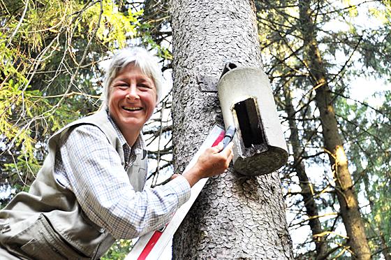 Geflügelte Tagschläfer anwesend oder nicht? Henriette Hofmeier inspiziert einen Fledermauskasten. Foto: Sybille Föll