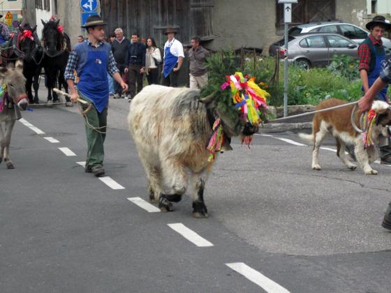 Zum Almabtrieb in Predazzo werden die Rinder mit bunten Blumen geschmückt.	Foto: bb