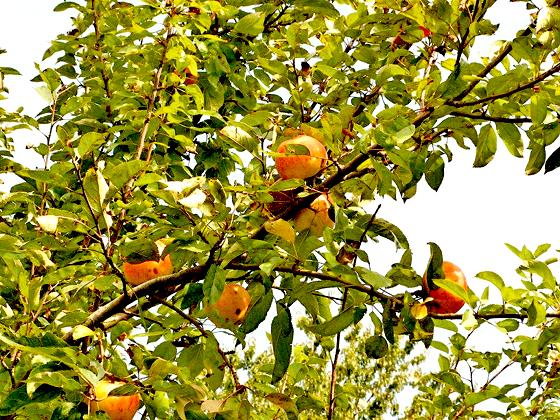 Auch um Äpfel geht es am Erntedank-Sonntag im Ökologischen Bildungszentrum.	Foto: ÖBZ