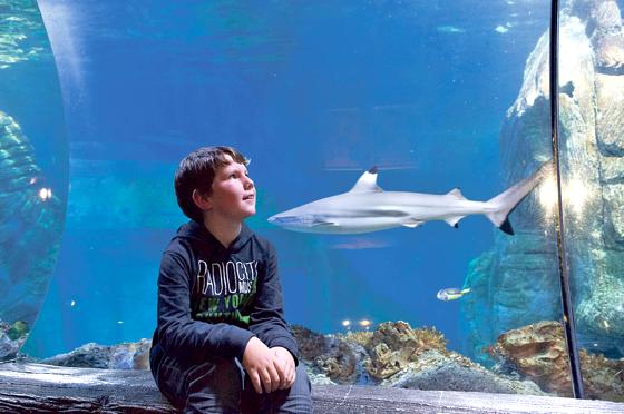 Timo durfte Sammy taufen und ihn dann füttern. Der junge Hai-Pate erfährt auch viel Wissensswertes über Haie. Nicht alle Vorurteile stimmen.	Foto: VA
