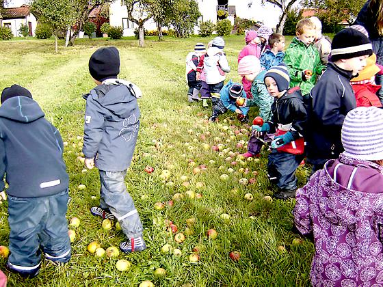 Die Kinder des Kindergartens »Am Kraxelbaum« sammelten Äpfel.	Foto: BRK