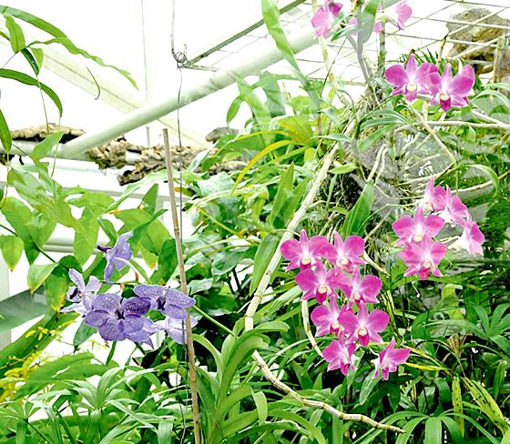 Im Botanischen Garten gibt es Orchideen zu bestaunen.	Foto: Franz Höck, Botanischer Garten