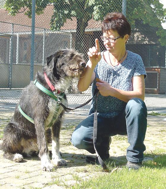 Hundeliebhaberin Gabi Eibl vom Tierschutzverein Erding mit Drahthaarschnauzer Rocky.	Foto: Stefan Engel