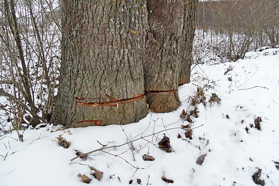 Ob die so geschädigten Ahornbäume überleben können, ist sehr fraglich.	Foto: Gemeinde Ismaning
