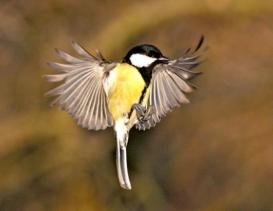 Die Kohlmeise ist bei der Stunde der Wintervögel knapp 2000 Mal gezählt worden und wurde an fast jeder Zählstelle gesichtet. 	Foto: Z. Tunka/LBV-Archiv