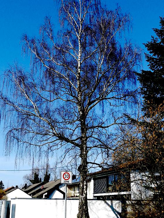 Eine Birke in der Lindenstraße. 	Foto: Sabine Wittmann