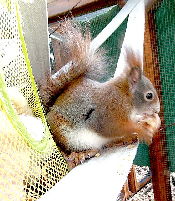 Die Nüsse lässt sich das Eichhörnchen auf der neuen Kletterhilfe schmecken.	Foto: privat