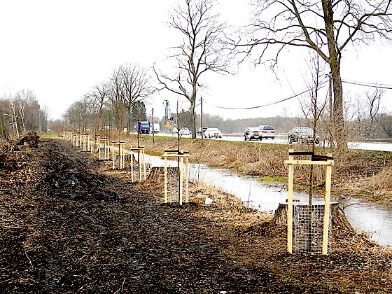 Wo früher Pappeln standen, säumen jetzt Winterlinden die Bundesstraße.	Foto: Wasserwirtschaftsamt