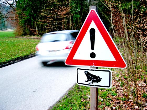 In diesen Wochen heißt es wieder vorsichtig fahren, denn die Kröten sind unterwegs. 	Foto: ADAC
