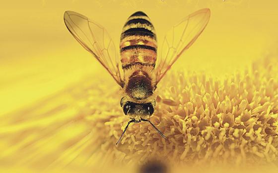 Der Film »More Than Honey« entführt den Zuschauer in die Bienenwelt.	Foto: VA